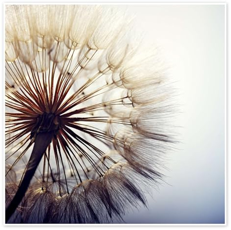 Posterlounge Große Pusteblume Poster | 100 x 100 cm Wandbilder Wanddeko