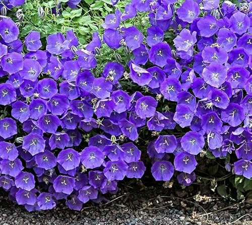 Karpaten Glockenblume Samen, Campanula carpatica, polsterbildender Bodendecker (2000 Samen)