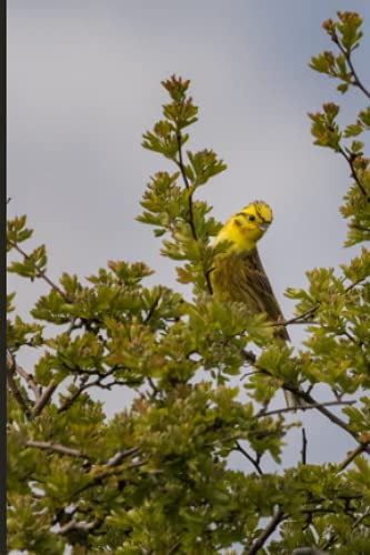 Notebook: Yellow Hammer Mini Journal