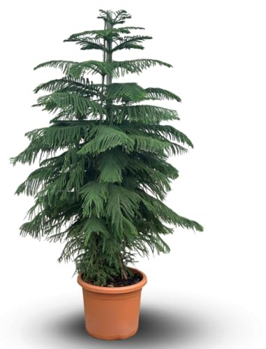 Attitude Jardin - Araucaria heterophylla - pianta d'appartamento - 180-200 cm - ⌀ 40 cm - pino norfolk