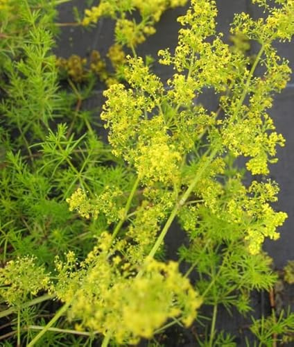 Echtes Labkraut - Galium verum - Liebkraut