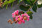 Lagerstroemia indica 'Rhapsody in Pink' 40-60 cm - Indischer Flieder, rosa Blüten, Blütezeit Juli-Oktober, ideal für Rabatten, pflegeleicht und winterhart
