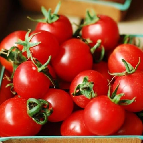 Buy4seeds Tomato Sweet Olive F1-6 Seeds Easy to Garden Yard Patio