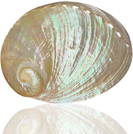 FBANULPEX coquilles de conque, coquilles Saint-Jacques Coquillages de mer Grands Coquillages Naturel Rare Grand Coquillage d'ormeau