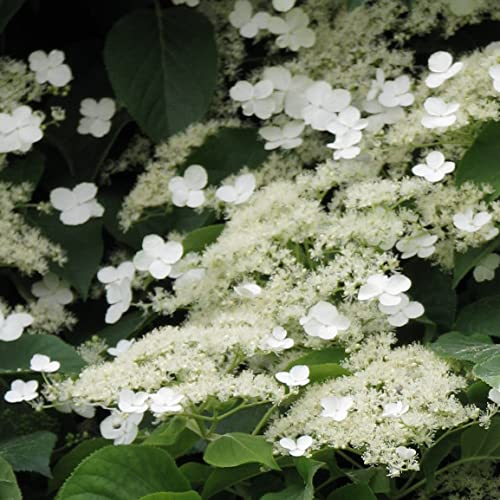 Kletternde Hortensie 1L Pflanze für Anfänger und professionelle Gärtner - Ideal für Kleingarten, Garten - Schöne Pflanze mit ungewöhnlichen Blüten - Genießen Sie jeden Tag ihre Farben