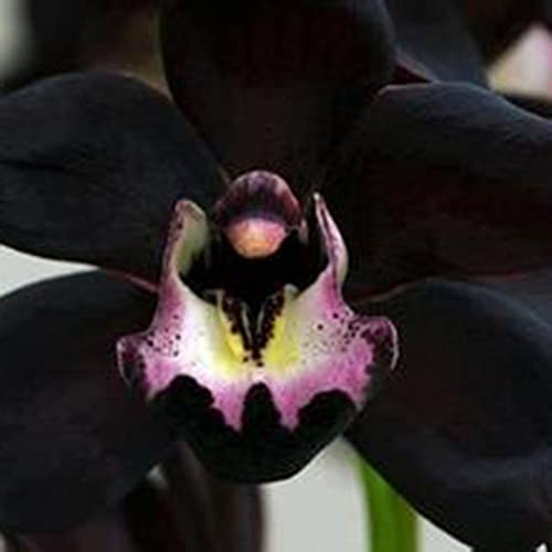 Saterkali Schwarze Orchidee Samen, 100 Stücke Schwarze Orchidee Samen Cymbidium Blume Pflanze Home Office Garten Bonsai Dekor Schwarze Orchideensamen