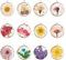 PandaHall 12 Stück getrocknete Blumen Anhänger geometrische Charms transparent klare Blumen Blatt Pflanze Harz Anhänger für Schmuckherstellung DIY Halskette Armband Geschenk, Messing Harz
