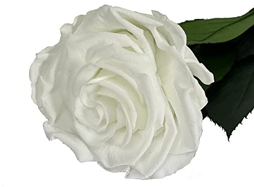 Mundo Eterno Rosa Eterna Preservada 55cm Blanca