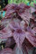 Genipap 200 semillas de plantas rojo de perilla.