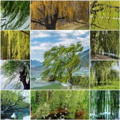 100 pcs trauerweide baum samen - wanddeko pflanzen Weidenbaum Weidensamen weide, bäume kaufen nachhaltigkeit geschenke bonsai baum tree bonsai bäumchen kaufen topf pflanze gartenpflanzen