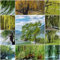 100 pcs trauerweide baum samen - wanddeko pflanzen Weidenbaum Weidensamen weide, bäume kaufen nachhaltigkeit geschenke bonsai baum tree bonsai bäumchen kaufen topf pflanze gartenpflanzen