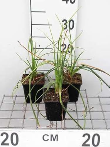 6x Feuerpfeil - Kniphofia hybr. 'Mango Popsicle' | 9x9 cm pot