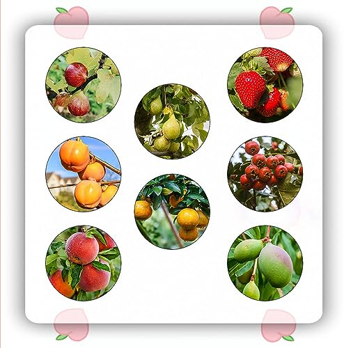 145 pcs obst samen set balkon - obstsamen pflanztöpfe garten geschenk obstbaum ausgefallene geschenke seltene pflanzen bäume garten winterhart pflanze bohnenkraut säulenobst dekoration