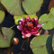 Blumixx Stauden Nymphaea Hybride 'Almost Black' - Seerose, im 1,0 Liter Topf, dunkelrot blühend