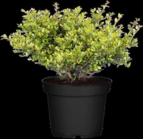 Ilex crenata 'Stokes' 15–20 cm – Winterhart, Immergrün, Mehrjährig – Japanische Stechpalme – Heckenpflanze für Garten & Sichtschutz