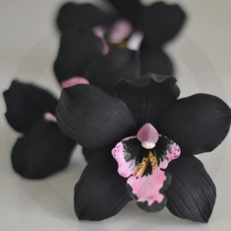 Ponak Neue 100pcs Phalaenopsis Orchidee Blumensamen schwarz