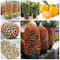 30 PC Citrus reticulata orange Samen Zwerg Bonsai Mandarine Samen Essbare Süße Zitrusfrucht-Baum für Hausgarten