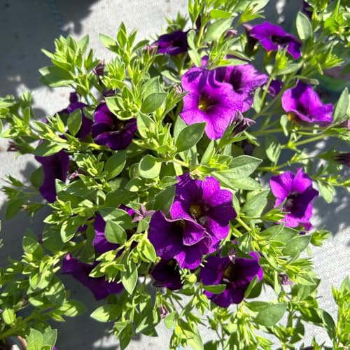 Zauberglöckchen, lila-blau, Topf-Ø 13 cm, 6 Pflanzen