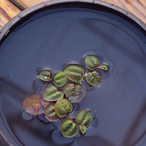 Haloppe 100 Unids Semillas de Plantas para la Plantación de Jardín en el Hogar, Semillas de Plantas Jacinto de Agua Pistia Hottonia Ludwigia Pond Decor H