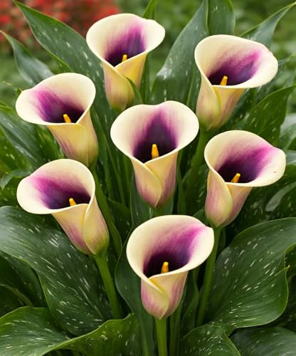 Black Eyed Beauty Calla Lily Bulbs – Creamy Ivory Blooms with Deep Purple Center – Elegant Summer Flowering Plant – Great for Containers & Cut Flowers (3 Bulbs)