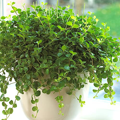 1 x Peperomia rotundifolia | Trailing Jade | Small Home or Office Potted Plant (12cm Pot, 10-15cm)