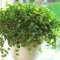 1 x Peperomia rotundifolia | Trailing Jade | Small Home or Office Potted Plant (12cm Pot, 10-15cm)