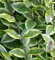 Gold Liguster 100-125cm - Ligustrum ovalifolium