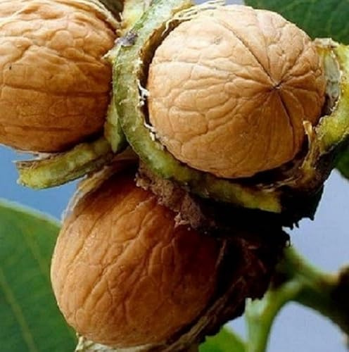 Albero Noce Comune - Età 1 anno