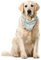 ABAKUHAUS Einhorn Haustier Bandana, Mythische Pferde Hörner, 55x55 cm, Mehrfarbig