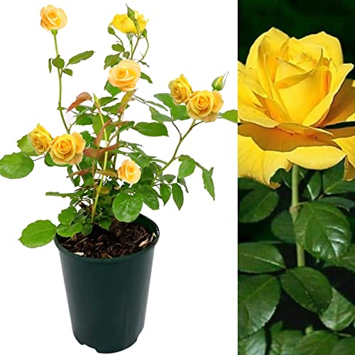 Rose Bush Sun Spinkles - Floribunda Yellow Rose Bush for The Garden in a 3Litre Pot (1)