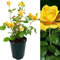 Rose Bush Sun Spinkles - Floribunda Yellow Rose Bush for The Garden in a 3Litre Pot (1)