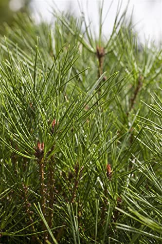 Pinus densiflora 'Jane Kluis' 20-25 cm – Winterhart, Immergrün, Pflegeleicht – Japanische Rotkiefer – Bonsai- und Steingartenpflanze für Schale & Garten