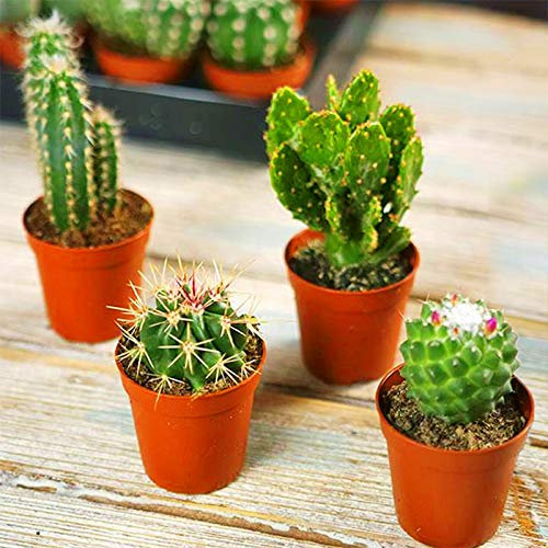 Mini Cactus Rare Gift House Office Indoor Plant Pot Mix Cacti Succulent 4 Packs