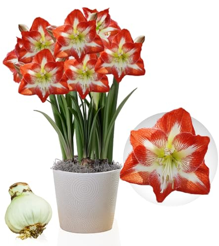 Amaryllis Zwiebel Minerva - 1 Blumenzwiebel in Großformat 26/30 - Exklusive Blumenzwiebeln Amarillis - Echte Pflanzen aus Holland - Hippeastrum Zwiebeln (keine Samen, Wachs und nicht künstlich)