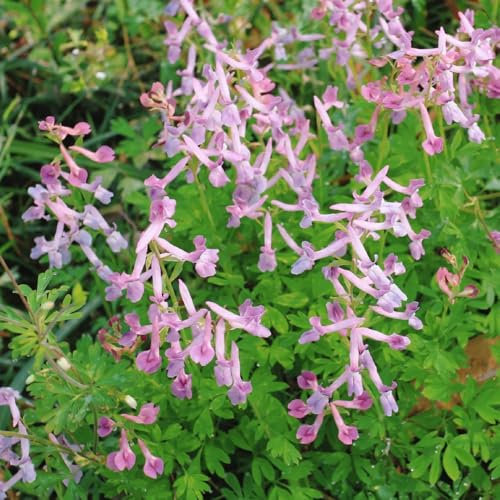 150 pz Semi di speronella, Corydalis solida, piante resistenti all'inverno per balconi cucina per orto di erbe aromatiche, semi di copertura del terreno resistenti erbe da giardino,