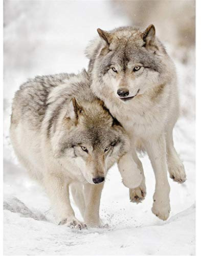 Yingxin34 Puzzle 1000 Teile Zwei Wölfe im Schnee Puzzle Für Erwachsene Und Kinder Ab 14 Jahren 26X38cm(10.23 * 14.96inch)