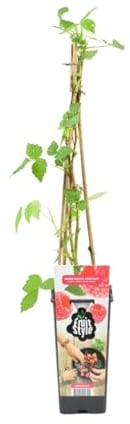 Bloomique - Rubus Idaeus 'Héritage' - Pianta di lampone - Piante da frutto - Piante da giardino - Resistente - ⌀14 cm - Altezza 60-70 cm