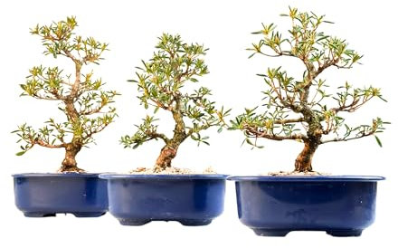 Satsuki Azalee Bonsai – 1x Japanischer Outdoor Bonsai Baum – Perfekter Anfänger- Winterhart – 18 cm Topf – Pflegeleichter Blütenbonsai – Blüht in Wunderschönen Farben