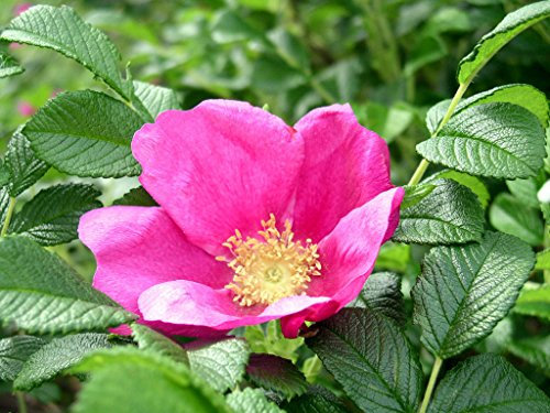 Rosa Rugosa Rose, Rosa Rugosa Rosa, 100 Samen (Hardy, Fast, duftend, Edible)
