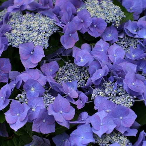 Hydrangea 'Teller Blue' 9cm Plant x 2. Lacecap blue flowerheads. Available from Bedwen Plants