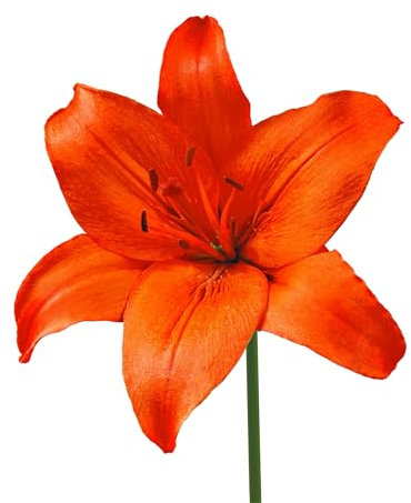 The Bulb Farmers - 24 x Lilie 'Orange Ton' - orange - Blumenzwiebeln direkt vom Züchter - Frühjahrsblüher - Zwiebelgröße 14-16 (die optimale Größe für den Garten)