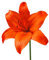 The Bulb Farmers - 24 x Lilie 'Orange Ton' - orange - Blumenzwiebeln direkt vom Züchter - Frühjahrsblüher - Zwiebelgröße 14-16 (die optimale Größe für den Garten)