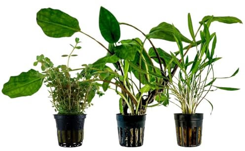 AquaOne Aquarium Pflanzen I 3X Wasserpflanzen I Mittelgrund Aquarienpflanzen I Lagenandra Rotala Cryptocoryne I Set mit 3 volldurchwurzelten Mittelgrundpflanzen