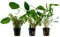 AquaOne Aquarium Pflanzen I 3X Wasserpflanzen I Mittelgrund Aquarienpflanzen I Lagenandra Rotala Cryptocoryne I Set mit 3 volldurchwurzelten Mittelgrundpflanzen