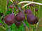 5 Samen von Ficus carica Feigenbaum Exotische Samen