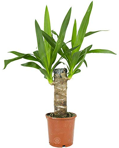 Yucca Elephantipes o Gigantea Pianta da Interni Decorativa
