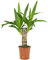 Yucca pied d’éléphant Yucca géant Plante d’intérieur décorative pot 12 cm