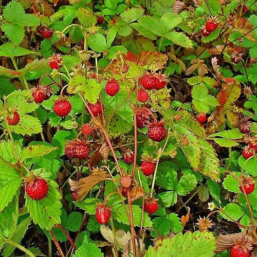 6 x Erdbeere 'Alexandria' - Fragaria Vesca 'Alexandria' Topf 9x9cm: Große süße Früchte, robust, perfekt für Naschgärten.
