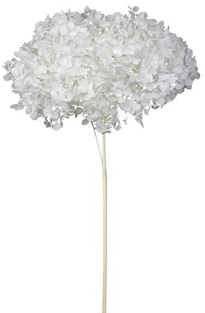 Ortensia Annabelle Pz 1 Essiccata Naturale Decorazioni Composizione Floreale (Bianco)