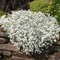 3 x Cerastium tomentosum Snow in Summer Cottage Garden Perennial Plug Plants